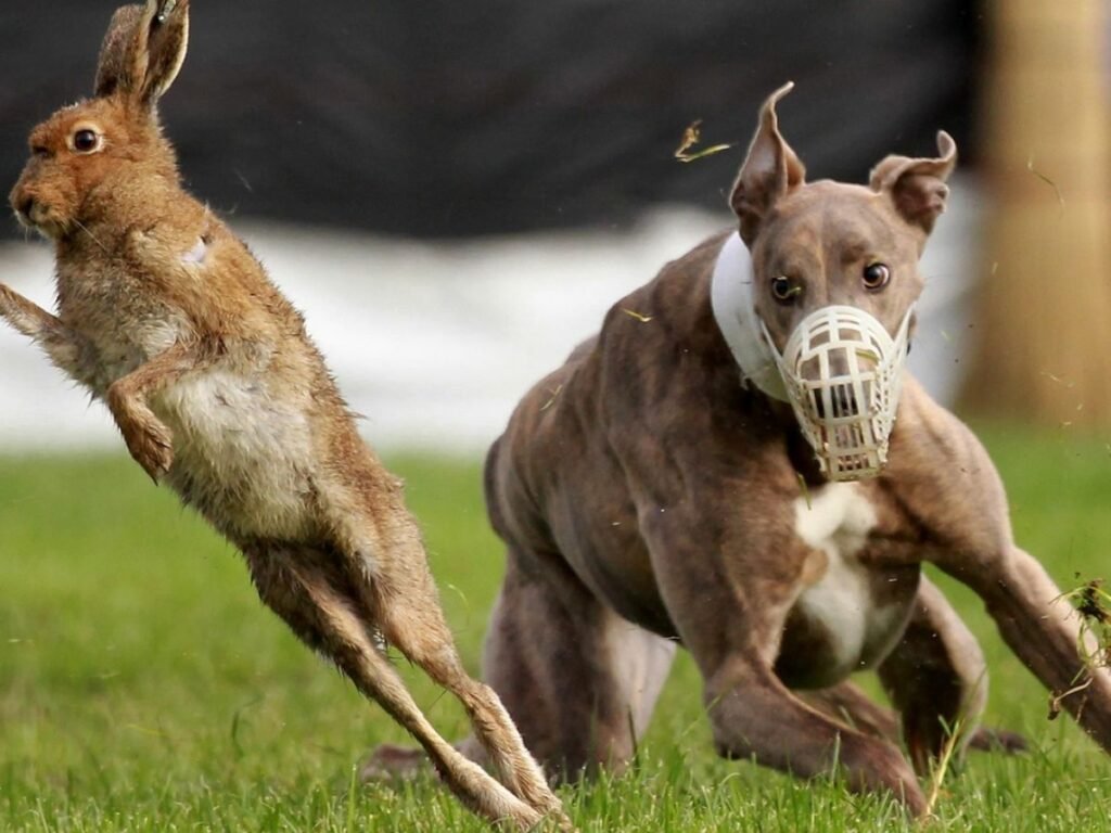Clamping down on illegal hare coursing