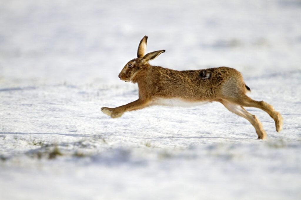 Hare running in snow