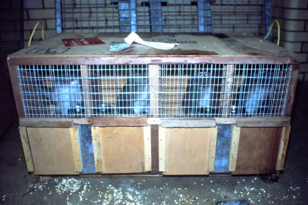 macaque monkeys in air transport box 1981