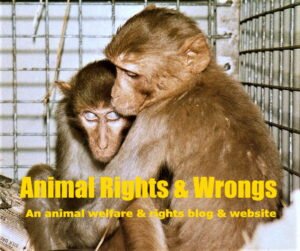 Two sad research monkeys