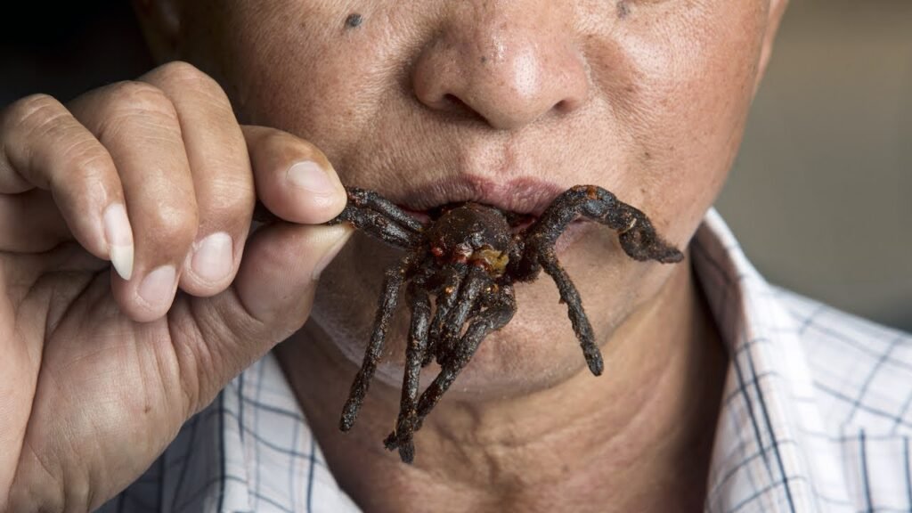 Tarantula eating cambodia