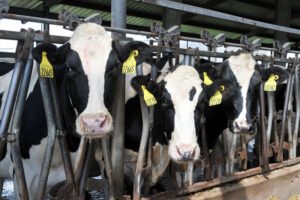 Dairy cows in their milking stalls 2