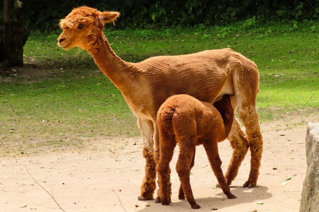 Alpaca with young