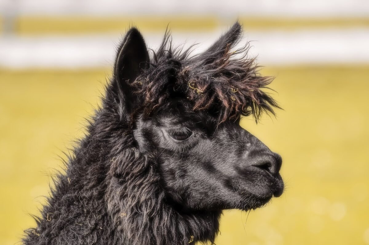 Geronimo the alpaca deserved a more dignified end.