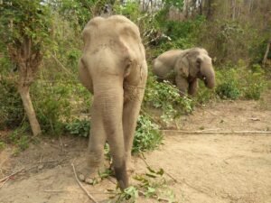 Mandalao Elephants foraging in forest