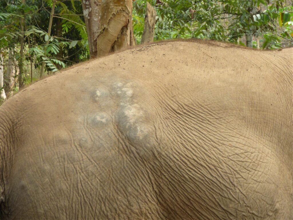 Elephant riding scars