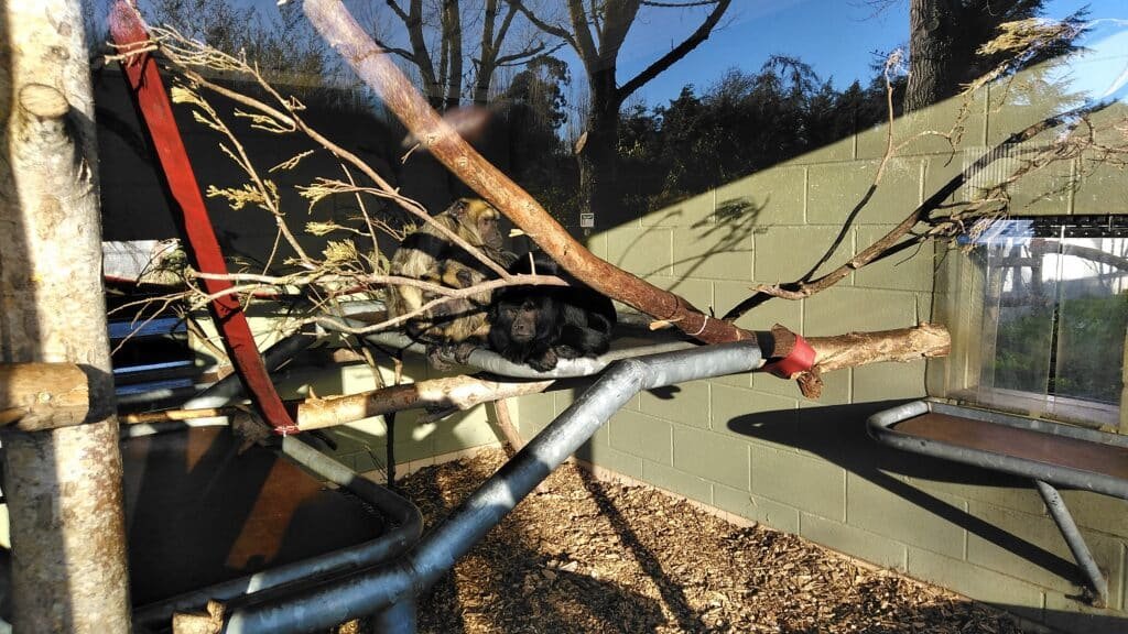 Three howler monkeys, Banham zoo