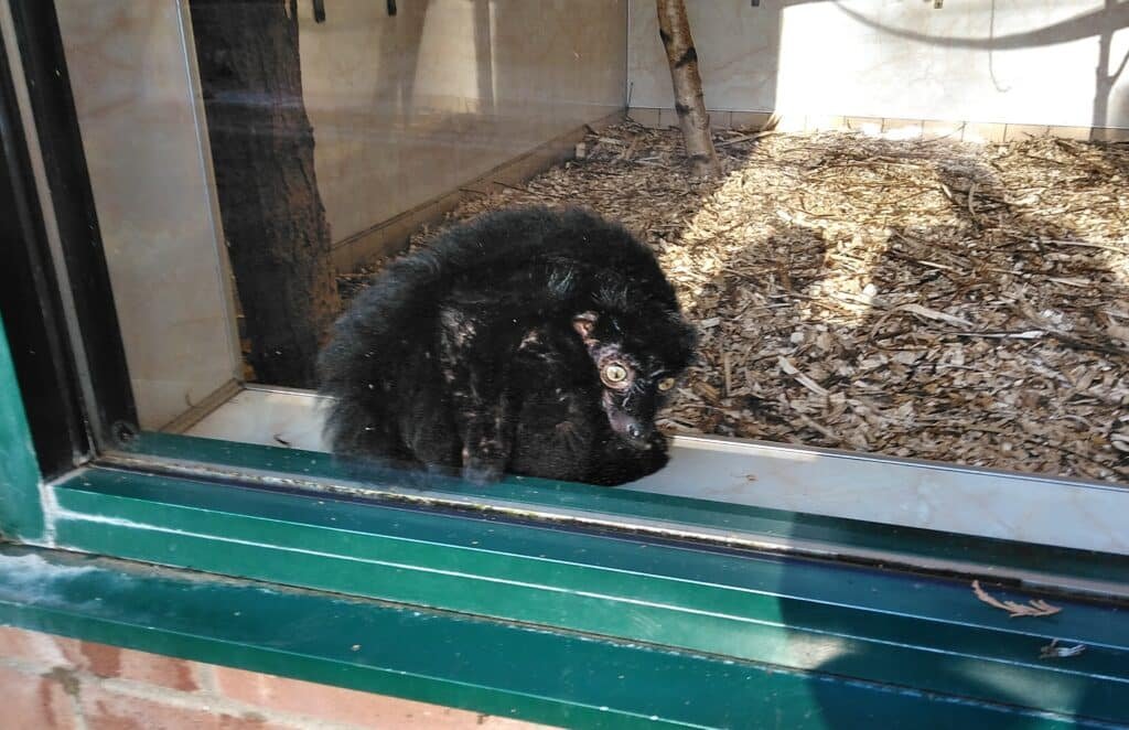 A black lemur sitting quietly on a ledge inside its enclosure, gazing wistfully outside through the glass.