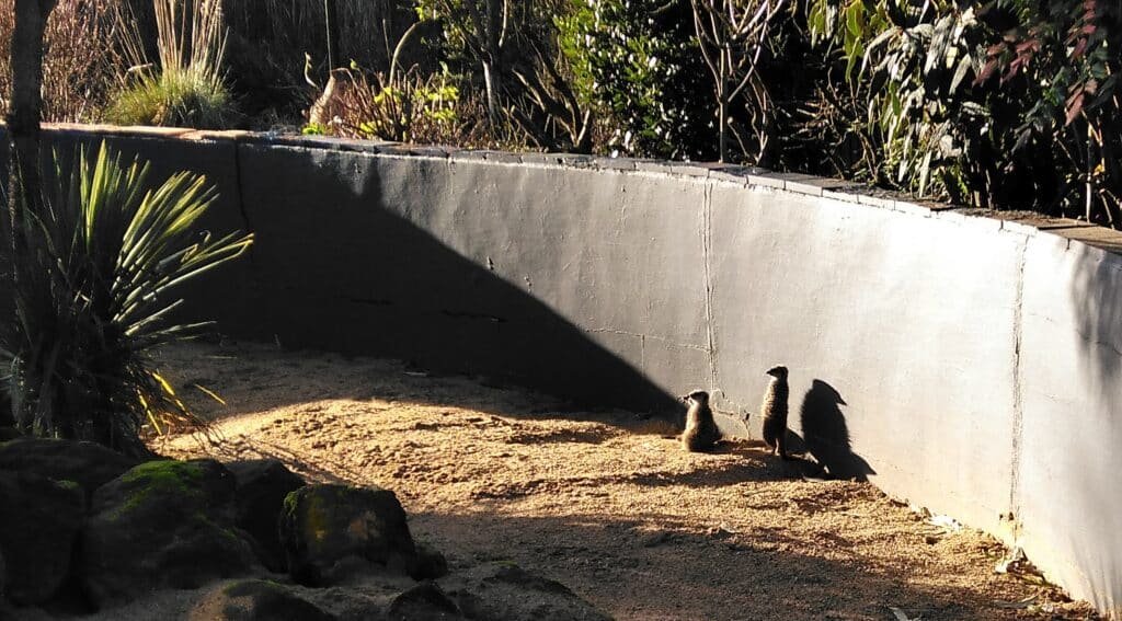 Two meerkats standing against a wall in their enclosure, basking in sunlight, surrounded by sparse vegetation.